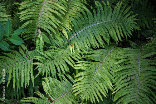 Bushes  green fern background  texture