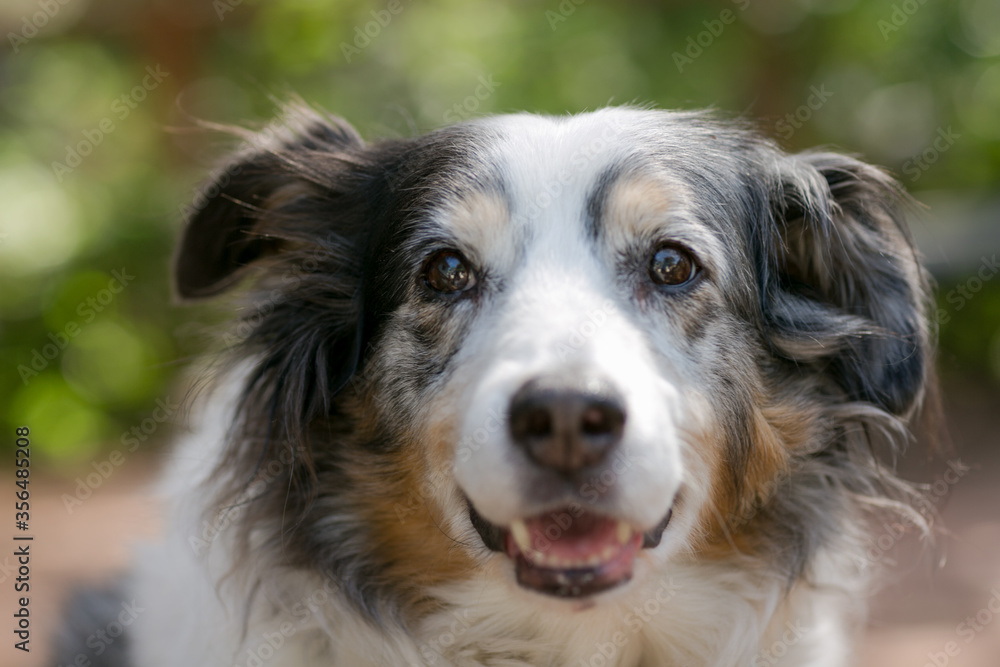Aged Australian shepherd dog closeup portrait