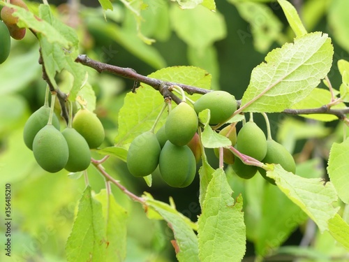 Merryweather Damson, Prunus insititia, unripe plum fruit