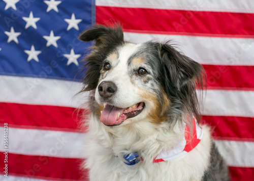 Patriotic Australian shepherd dog with american flag background