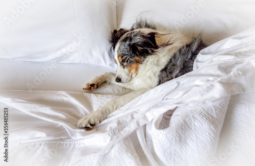 Australian shepherd dog sleeping in human bed with white sheets
