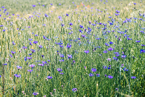 purple and blue flowers in the field © paula