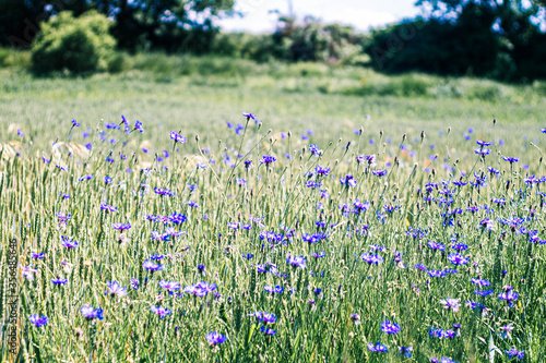 purple and blue flowers in the field