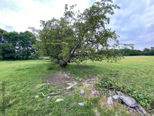 Old tree in the centre of a large meadow in, Carverly Woods, Leeds, UK