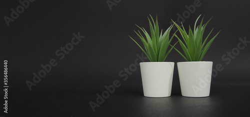 Two Artificial cactus plants or plastic or fake tree on black background.