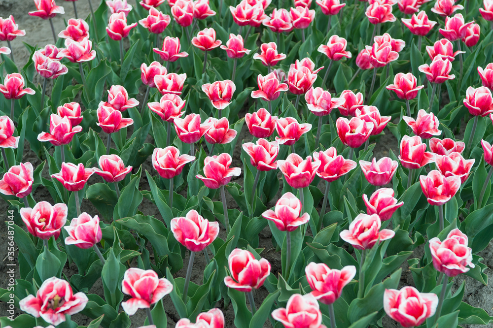 Enjoying spring day. country of tulip. beauty of blooming field. famous tulips festival. Nature Background. group of holiday tulip flowerbed. Blossoming tulip fields. spring landscape park Enjoying spring day. country of tulip. beauty of blooming field. famous tulips festival. Nature Background. group of holiday tulip flowerbed. Blossoming tulip fields. spring landscape park