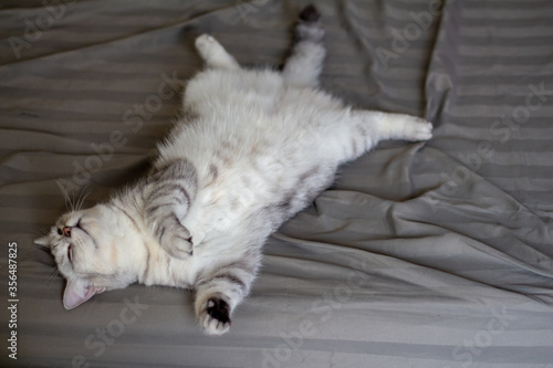 Gray cute cat sleeping on bed.