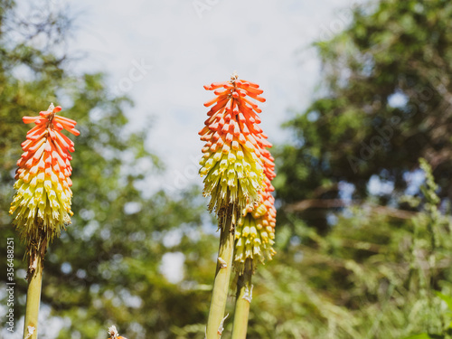 Kniphofia uvaria | Tritome à longues grappes | Tritome | Tison de satan | Faux aloès  photo