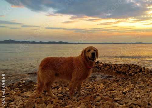Wet golden retriever smiling and the sunset in the background. The photo was taken in Zadar,on the Adriatic sea