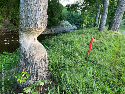 A tree has almost been chopped down by a beaver on a golf course photo