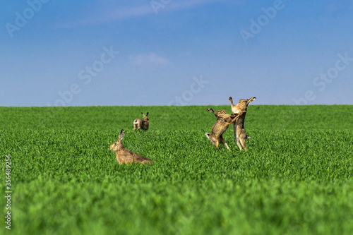 fighting hares in the middle of a green field