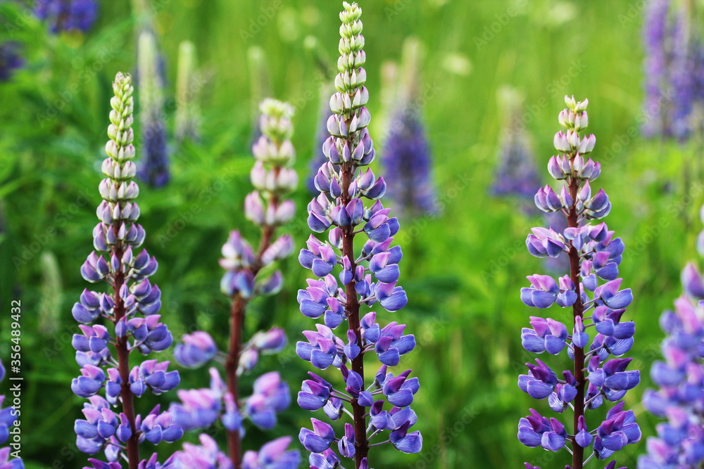 Lupinus, lupin, lupine field with blue flowers. Bunch of lupines summer flower background Lupinus, lupin, lupine field with blue flowers. Bunch of lupines summer flower background