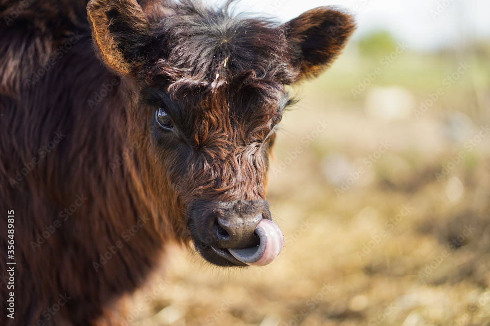 Close up of a brown cow