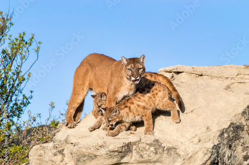 Obraz na plátne Cougar and cubs