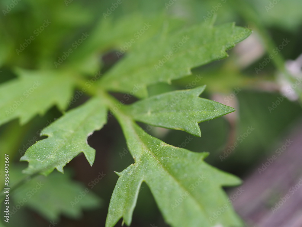 Green leaf in a Spring Garden Green leaf in a Spring Garden