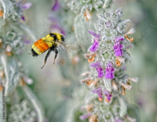 Busy Bee © Gavin Walters Photos