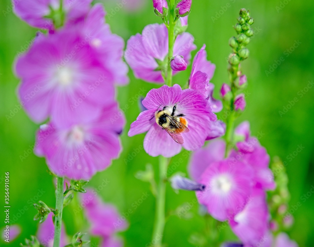Busy Bee Busy Bee