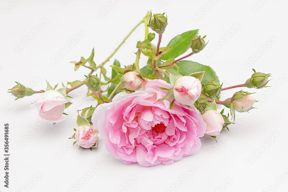Fototapeta premium Beautiful pink rose with small buds and leaves on a white background