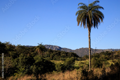 palm tree in the mountains