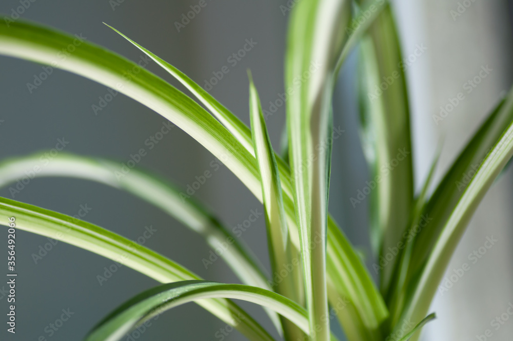 Close up of the fresh leaves of the chlorophytum. Botanical macrophotography for illustration of chlorophytum Close up of the fresh leaves of the chlorophytum. Botanical macrophotography for illustration of chlorophytum