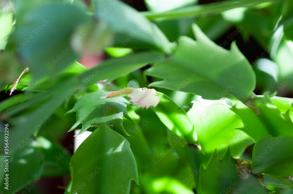 Home plant schlumbergera. succulent green plant. Botanical macrophotography for illustration of schlumbergera Home plant schlumbergera. succulent green plant. Botanical macrophotography for illustration of schlumbergera