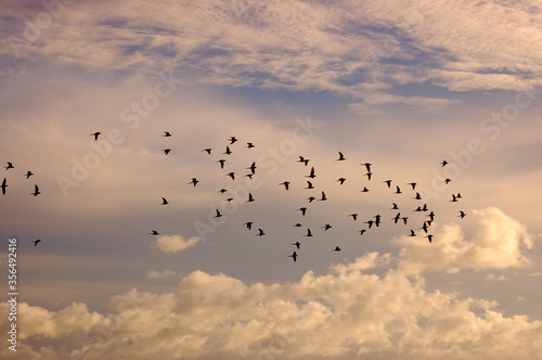 flock of birds © JCNakatani