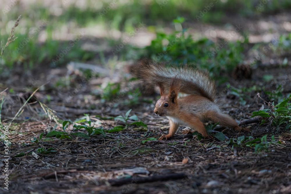 Euroasian red squirrel with fluffy tail standing on the ground and watching warily in summer park