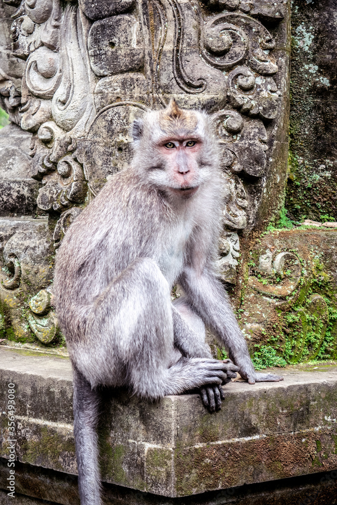 Balinese long-tailed Monkey at the Sacred Monkey Forest in Ubud, Bali, Indonesia. Balinese long-tailed Monkey at the Sacred Monkey Forest in Ubud, Bali, Indonesia.