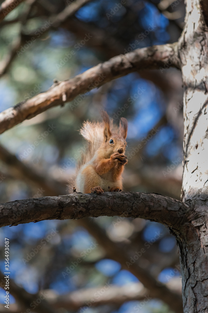 Cute euroasian red squirrel sitting on pine branch and eating a nut in summer woodland park outdoors Cute euroasian red squirrel sitting on pine branch and eating a nut in summer woodland park outdoors