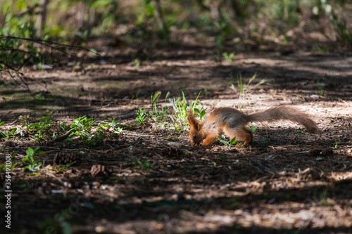 Euroasian red squirrel on the ground looking for nuts to eat in woodland park outdoors