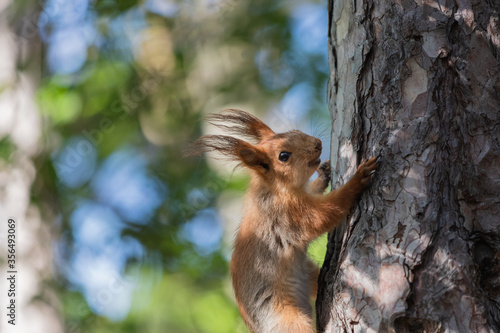 Close up portrait of funny and curious euroasian red squirrel climbing the tree trunk