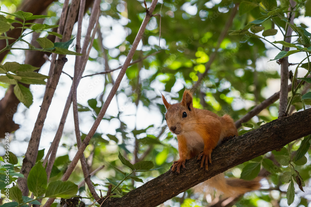 Curious red squirrel looking into camera while sitting on tree branch in summer woodland park outdoors Curious red squirrel looking into camera while sitting on tree branch in summer woodland park outdoors