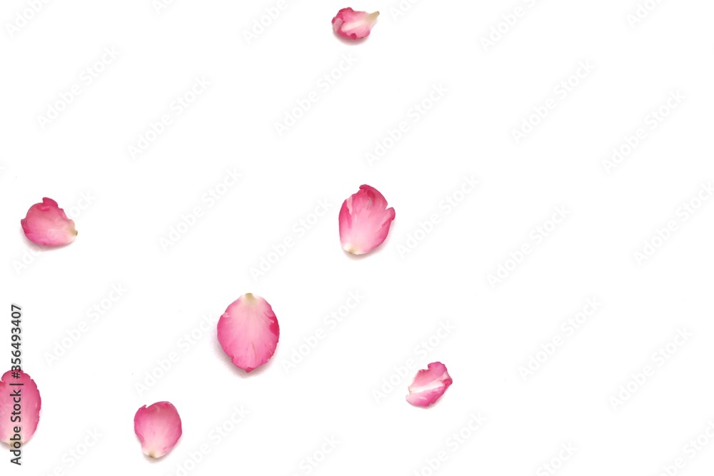  In selective focus a group of sweet pink rose corollas on white isolated background