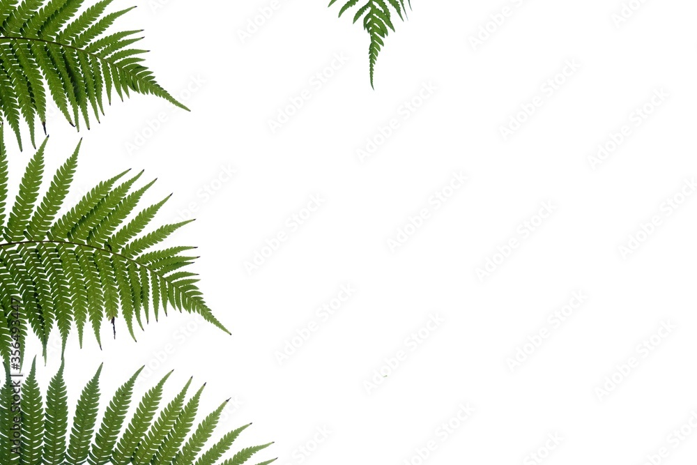 Tropical fern leaves on white isolated background for green foliage backdrop and copy space 