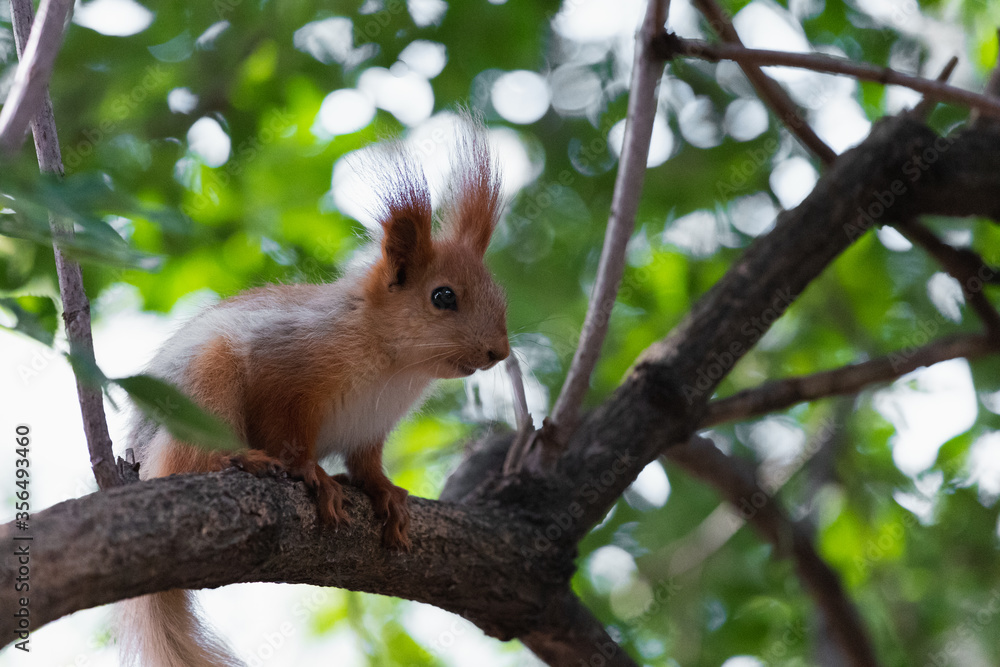 Red squirrel close up photo sitting on branch looking away in green woodland park Red squirrel close up photo sitting on branch looking away in green woodland park
