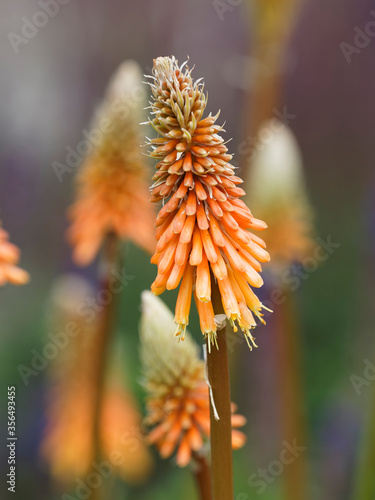 Kniphofia uvaria | Gros plan sur épis de fleurs tubulaires en grappes rouge et jaune orangé du tritome à longues grappes au sommet d'un hampe