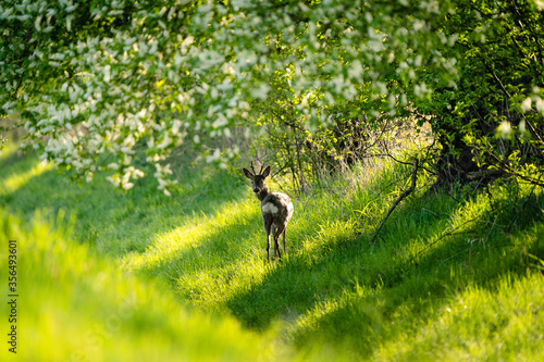 Rehe in der Morgensonne am Steinhorster Becken, Wilde Tiere, Wildlife, Delbrück, Paderborn, Deutschland