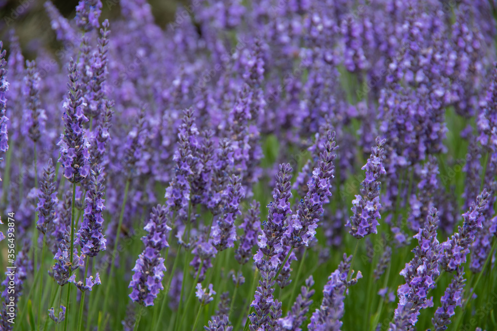 Obraz premium violet lavender in the field in England