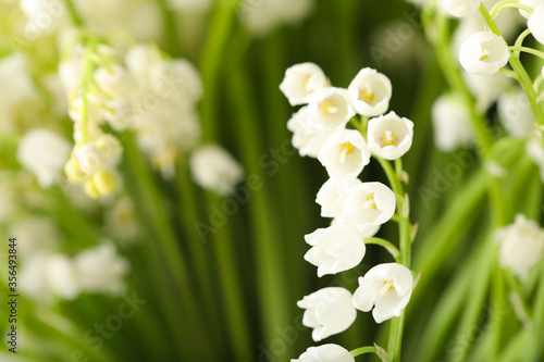 Beautiful lily of the valley on blurred background, closeup. Space for text