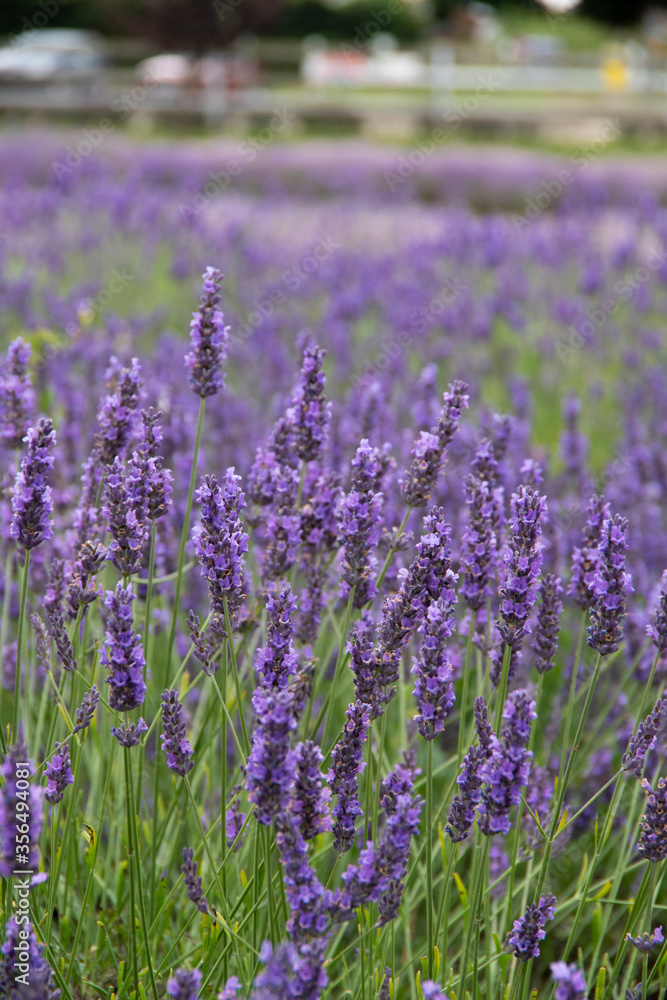 Obraz premium violet lavender in the field in England