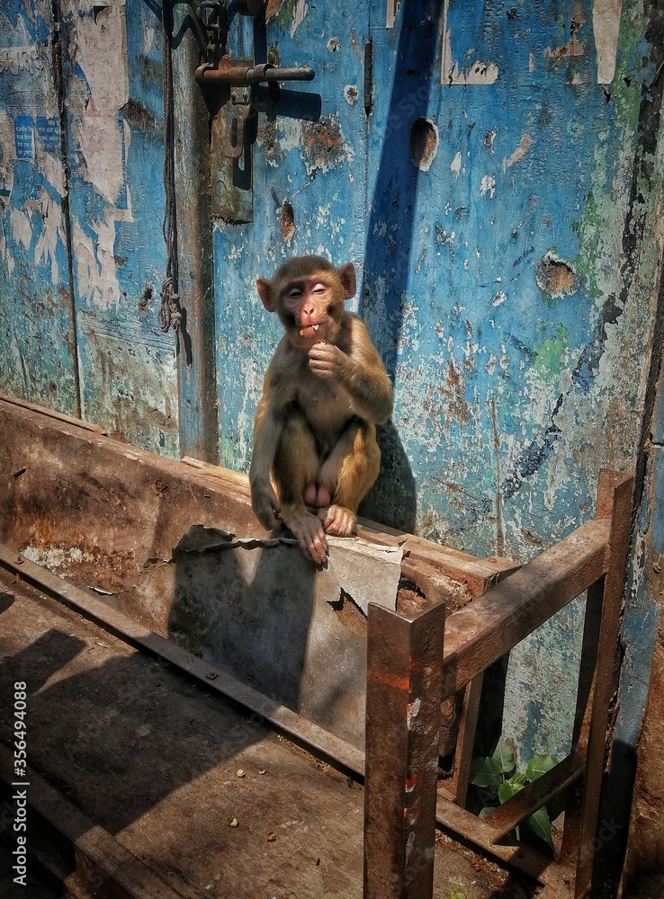 A little monkey front of blue door in varanasi .