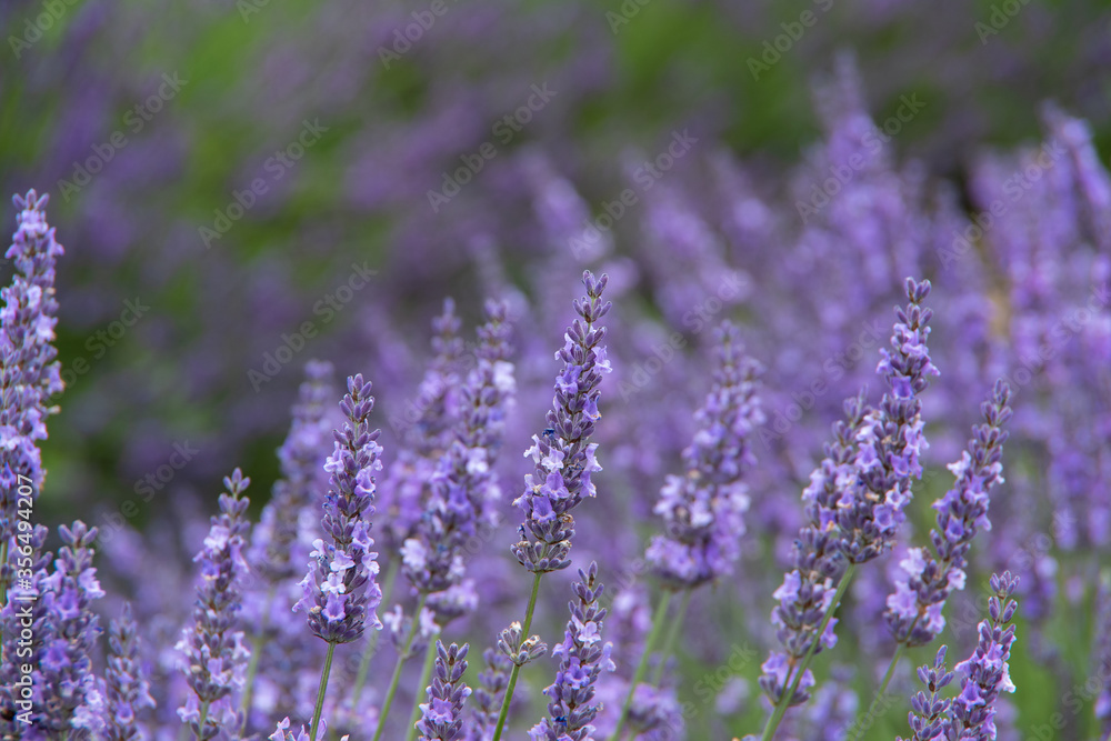 violet lavender in the field in England violet lavender in the field in England