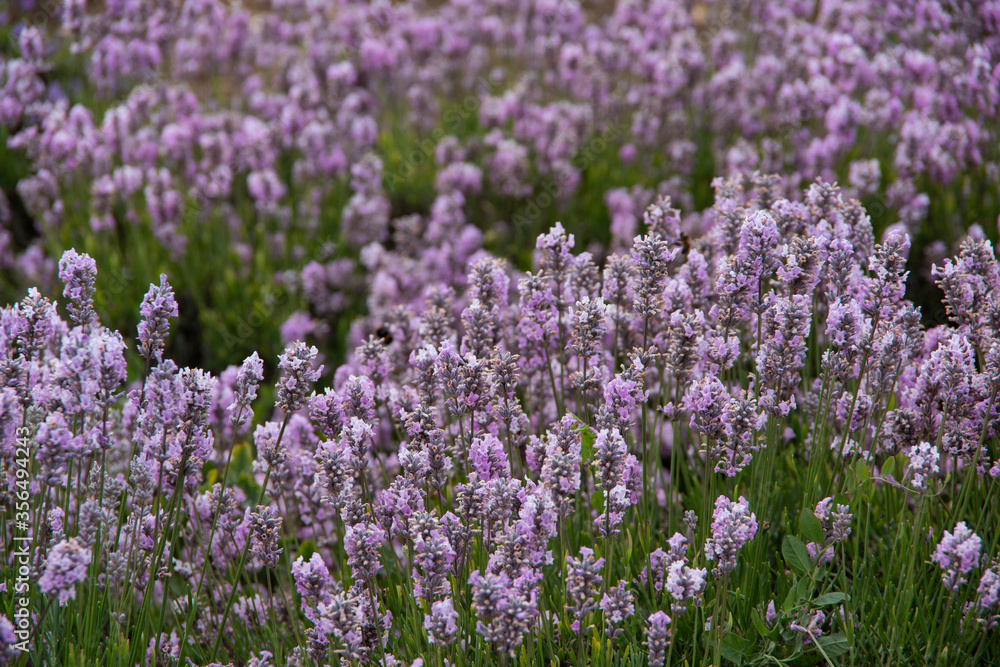 violet lavender in the field in England violet lavender in the field in England