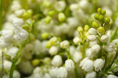 Beautiful lily of the valley flowers as background, closeup