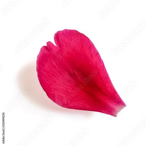 Separate petal of a pink tender flower close-up isolated on a white background. One of the segments of the corolla of a rose or peony