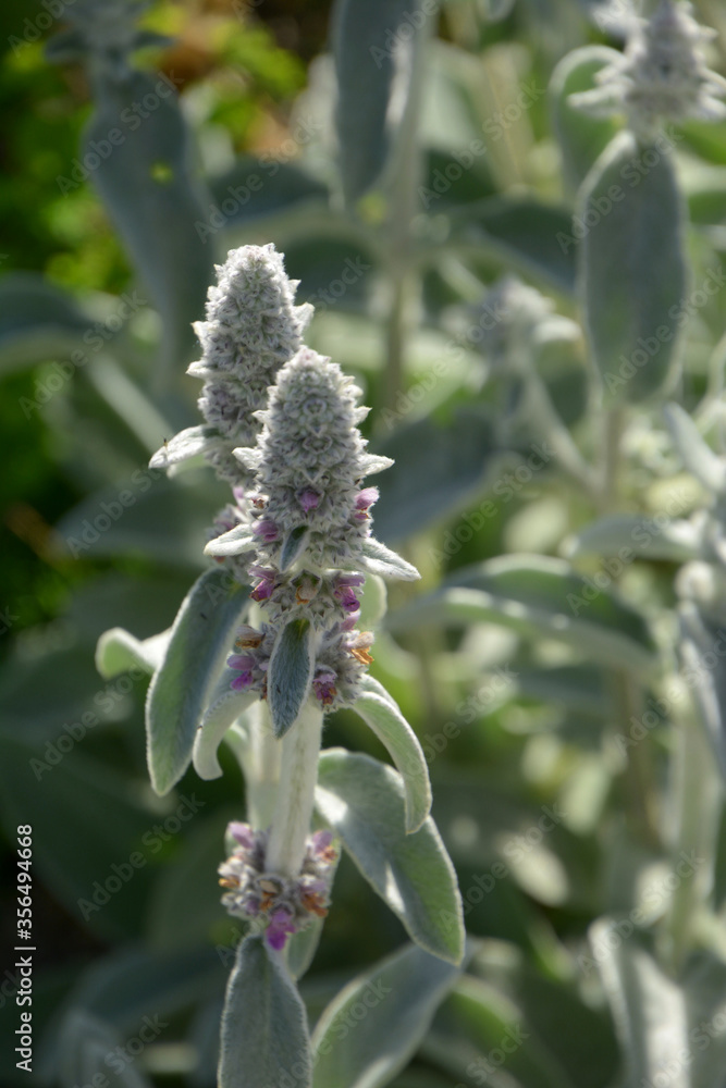 lamb´s-ear flowers in early summer in the botanical garden lamb´s-ear flowers in early summer in the botanical garden
