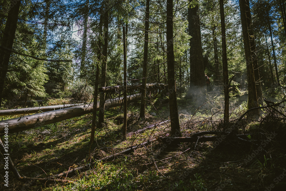 A close up of a wooded area