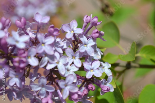 lilac flowers in the garden © Елена Романова