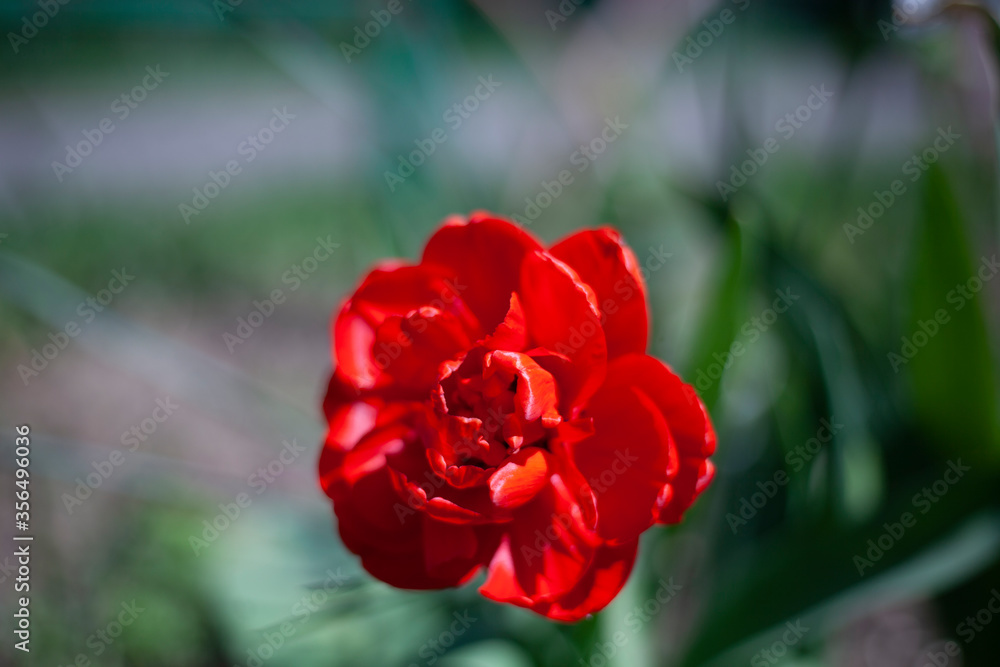 Red flower in the garden. 