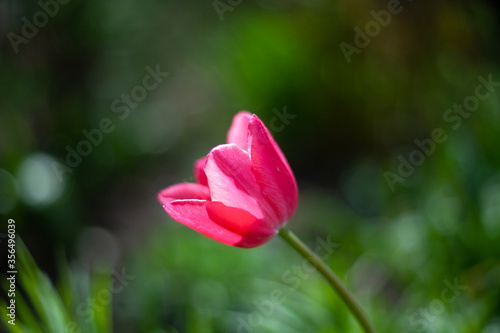 Red flower in the garden. 